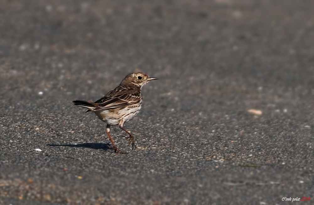 American Pipit